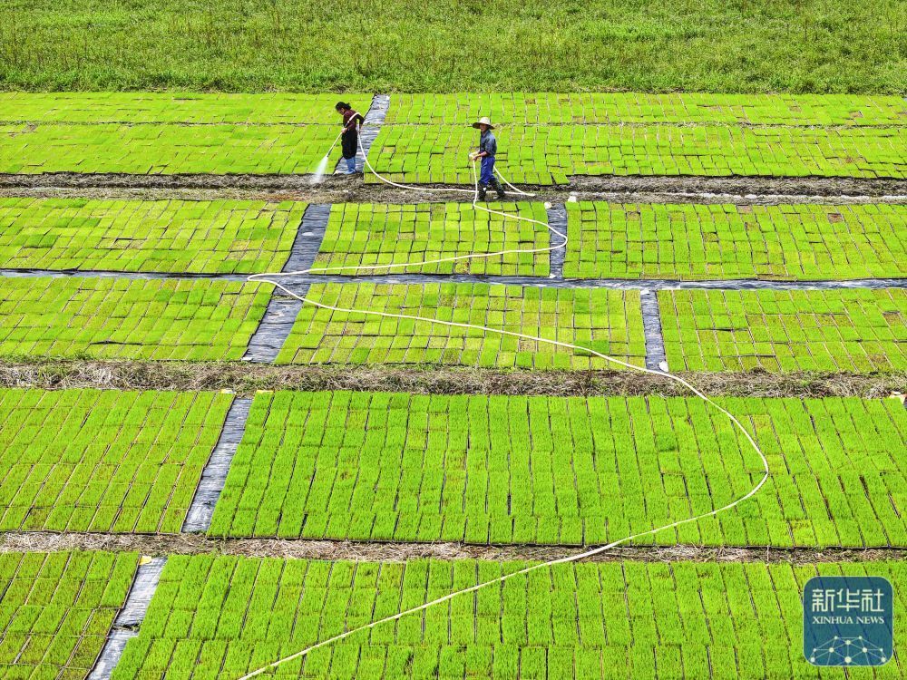 春播千畴绿 田野绘新卷 春播千畴绿 田野绘新卷