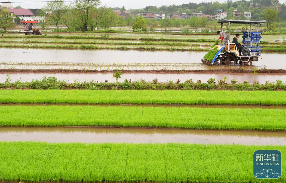 春播千畴绿 田野绘新卷 春播千畴绿 田野绘新卷