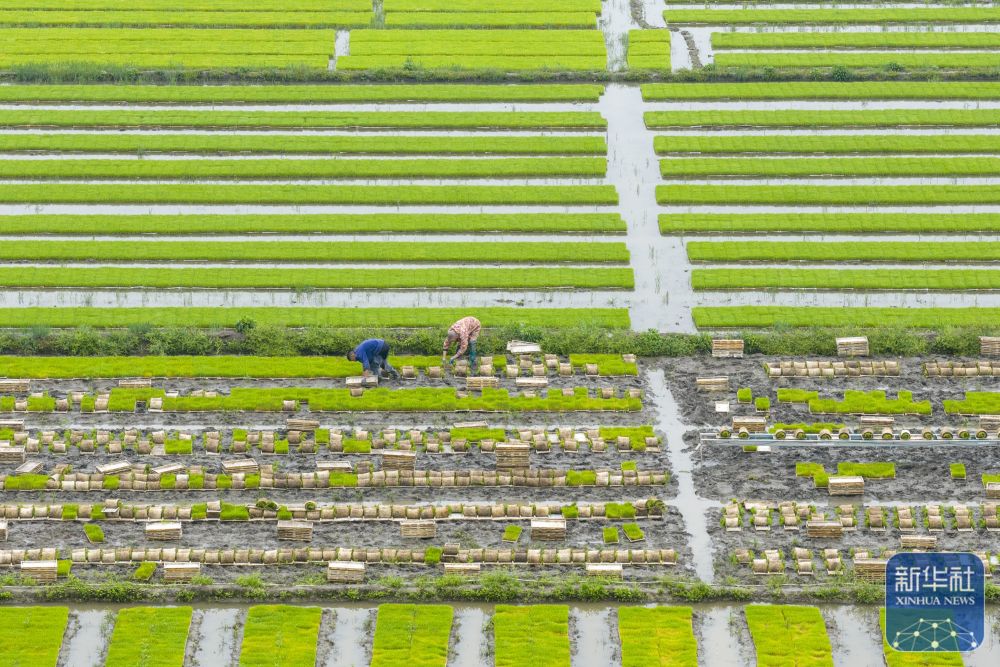春播千畴绿 田野绘新卷 春播千畴绿 田野绘新卷