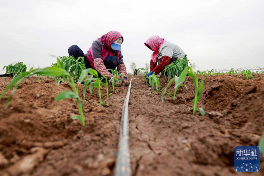 春播千畴绿 田野绘新卷 春播千畴绿 田野绘新卷