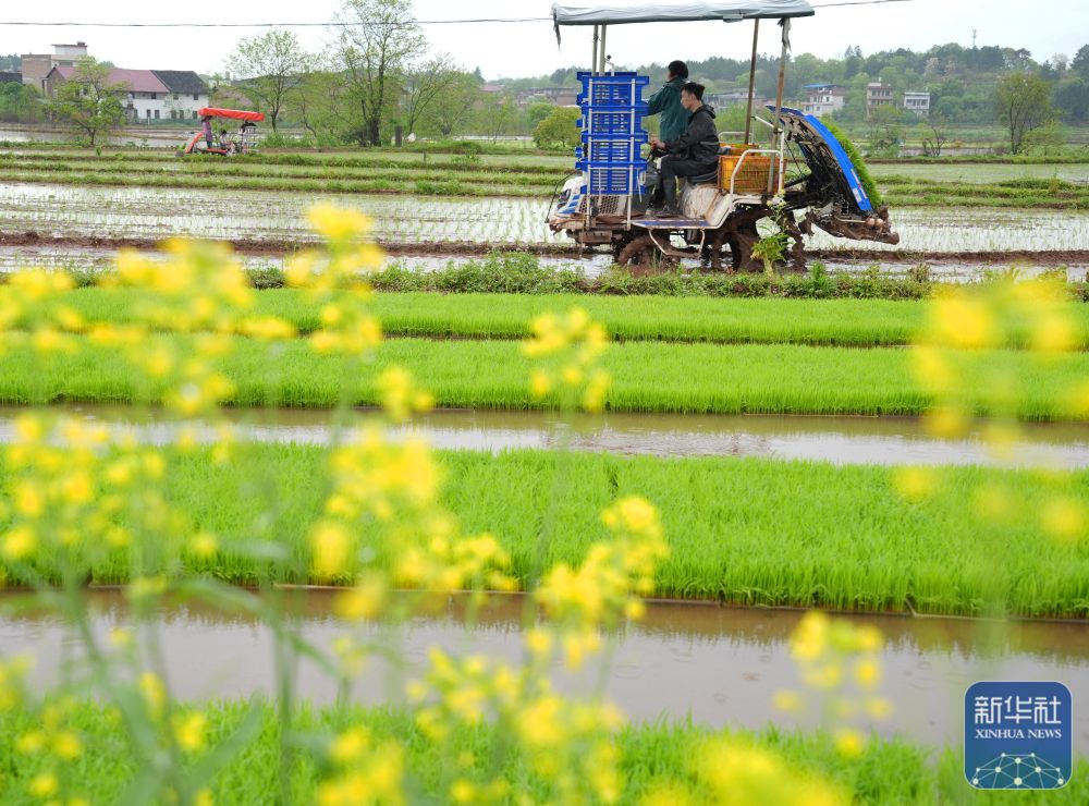 春播千畴绿 田野绘新卷 春播千畴绿 田野绘新卷