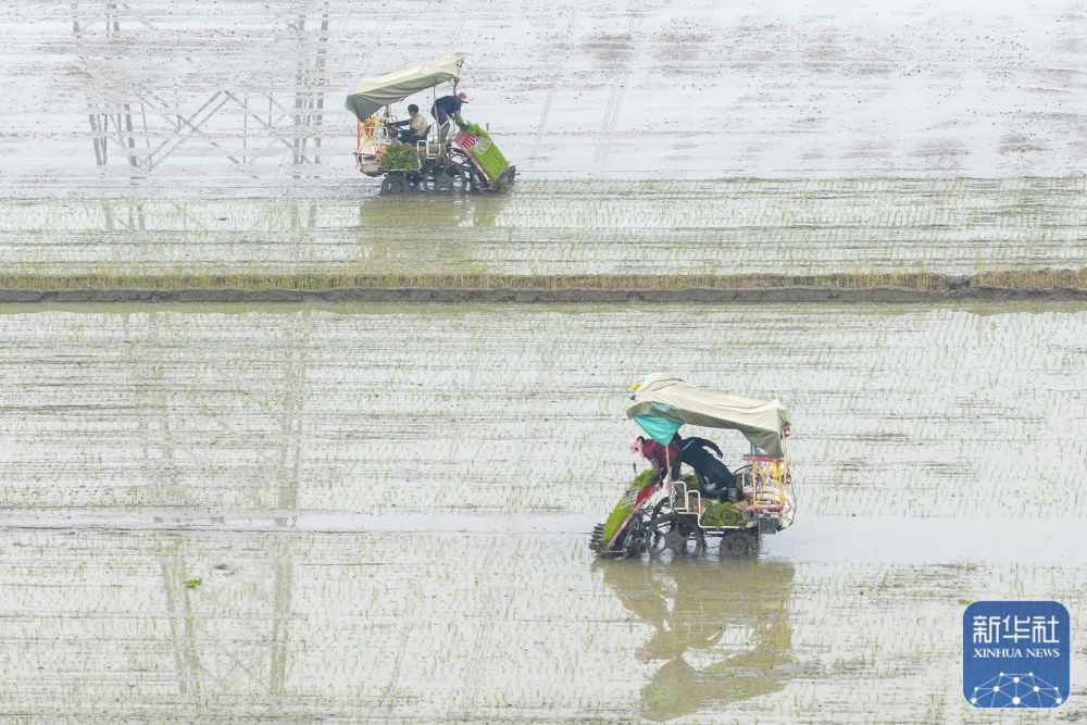 春播千畴绿 田野绘新卷 春播千畴绿 田野绘新卷