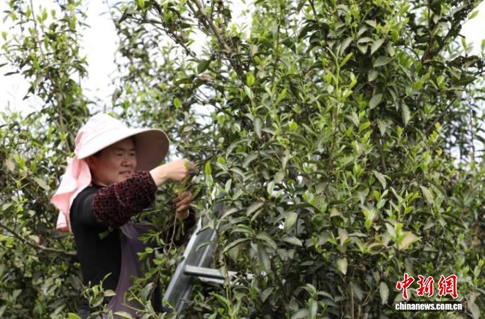 (乡村行·看振兴)贵州沿河千年古茶树迎来开采季