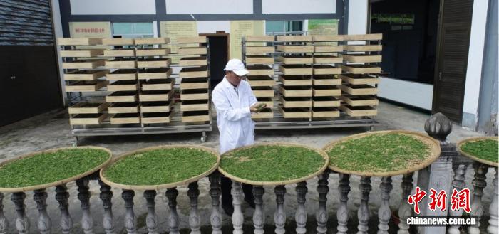 (乡村行·看振兴)贵州沿河千年古茶树迎来开采季