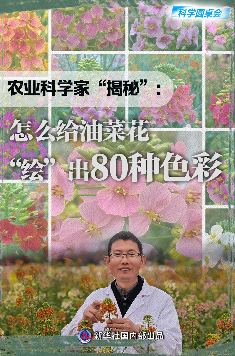 科学圆桌会|农业科学家“揭秘”：怎么给油菜花“绘”出80种色彩
