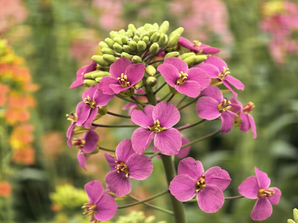 科学圆桌会|农业科学家“揭秘”:怎么给油菜花“绘”出80种色彩 科学圆桌会|农业科学家“揭秘”:怎么给油菜花“绘”出80种色彩