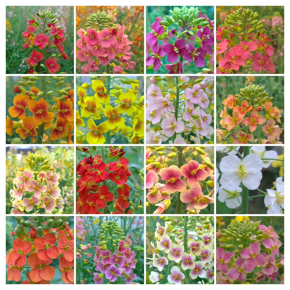 科学圆桌会|农业科学家“揭秘”:怎么给油菜花“绘”出80种色彩 科学圆桌会|农业科学家“揭秘”:怎么给油菜花“绘”出80种色彩