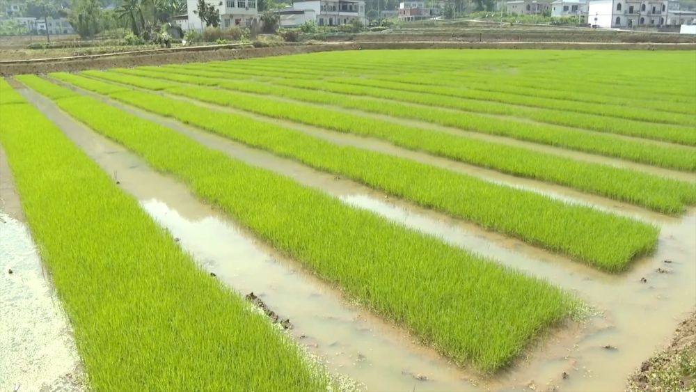 新华视点｜春耕沃野 消费焕新 活力中国向新行