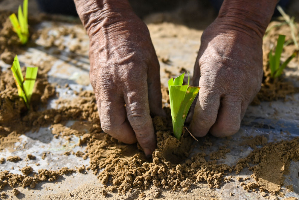 新疆：“乔、灌、药”立体织密绿色屏障 沙产业助力绿富同兴
