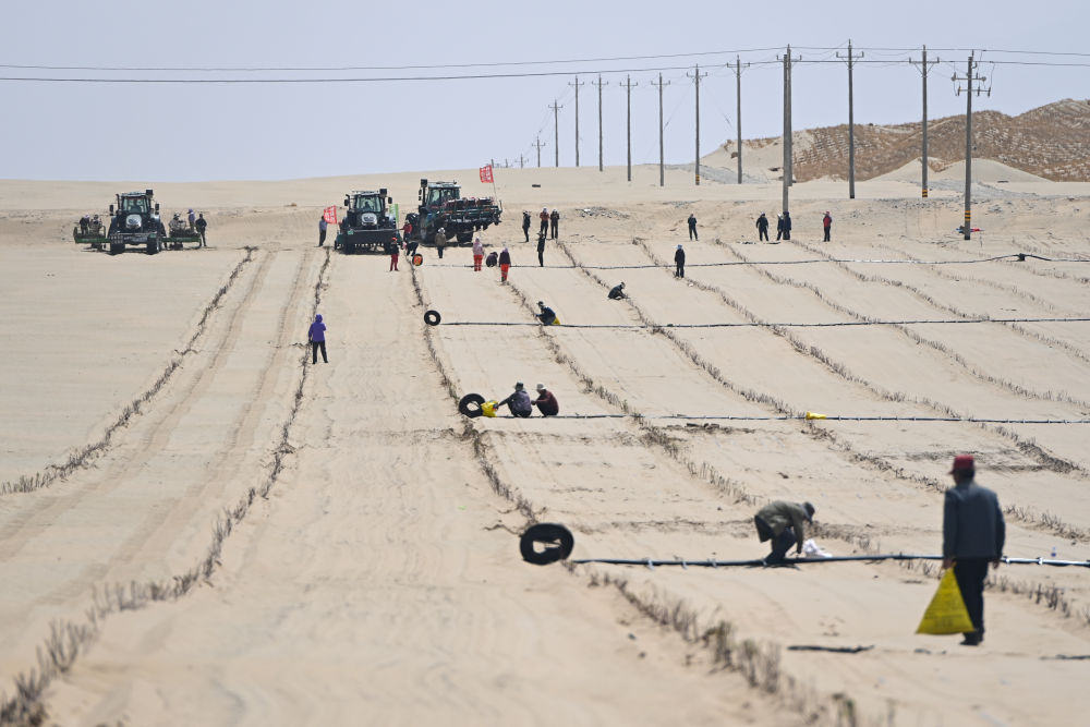 新疆：“乔、灌、药”立体织密绿色屏障 沙产业助力绿富同兴