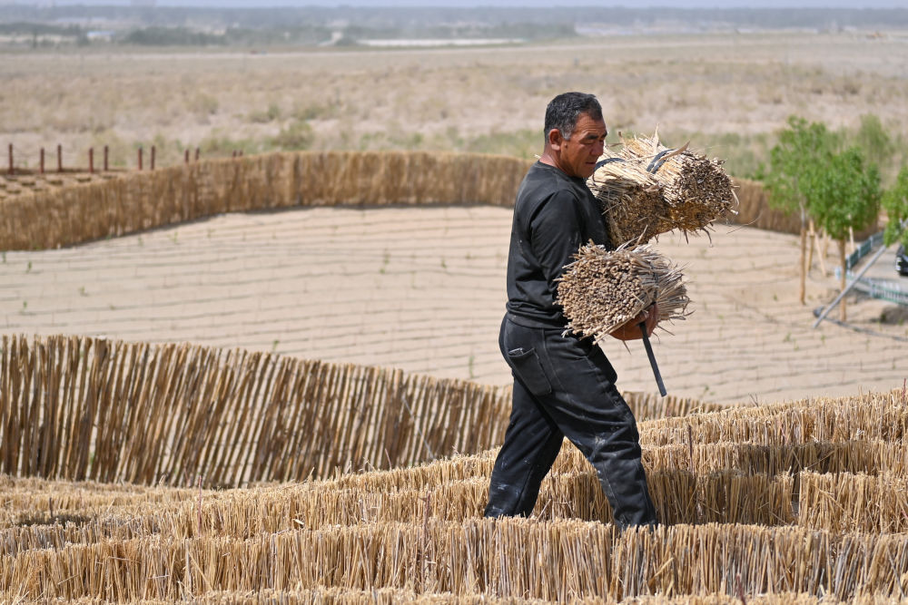 新疆：“乔、灌、药”立体织密绿色屏障 沙产业助力绿富同兴