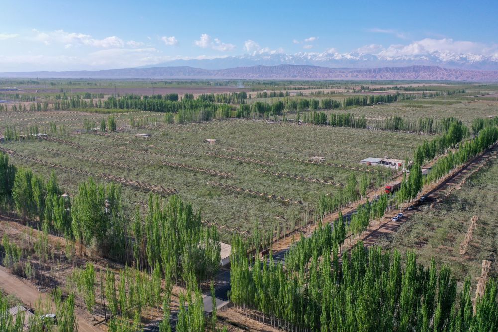 新疆：“乔、灌、药”立体织密绿色屏障 沙产业助力绿富同兴