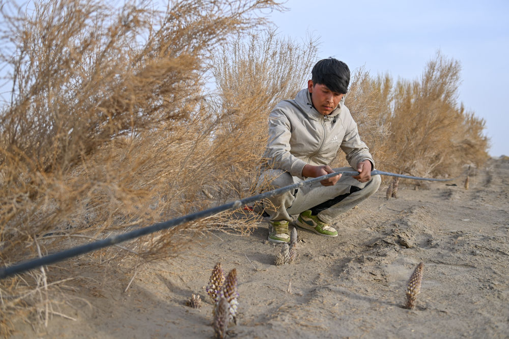 新疆：“乔、灌、药”立体织密绿色屏障 沙产业助力绿富同兴