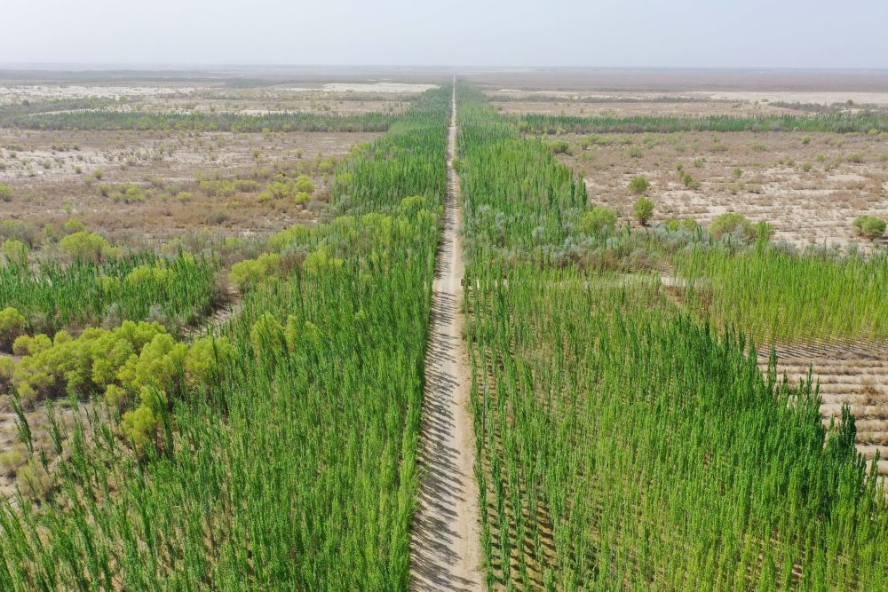 新疆：“乔、灌、药”立体织密绿色屏障 沙产业助力绿富同兴