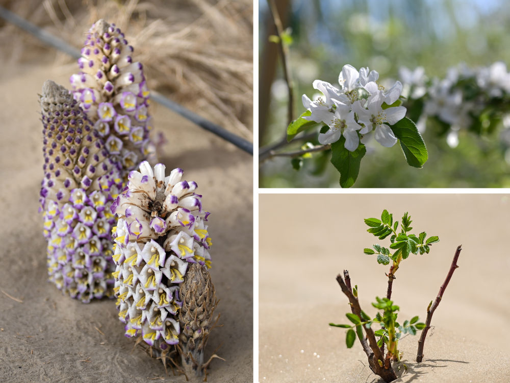 新疆：“乔、灌、药”立体织密绿色屏障 沙产业助力绿富同兴