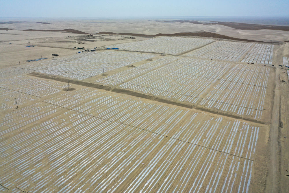 新疆：“乔、灌、药”立体织密绿色屏障 沙产业助力绿富同兴