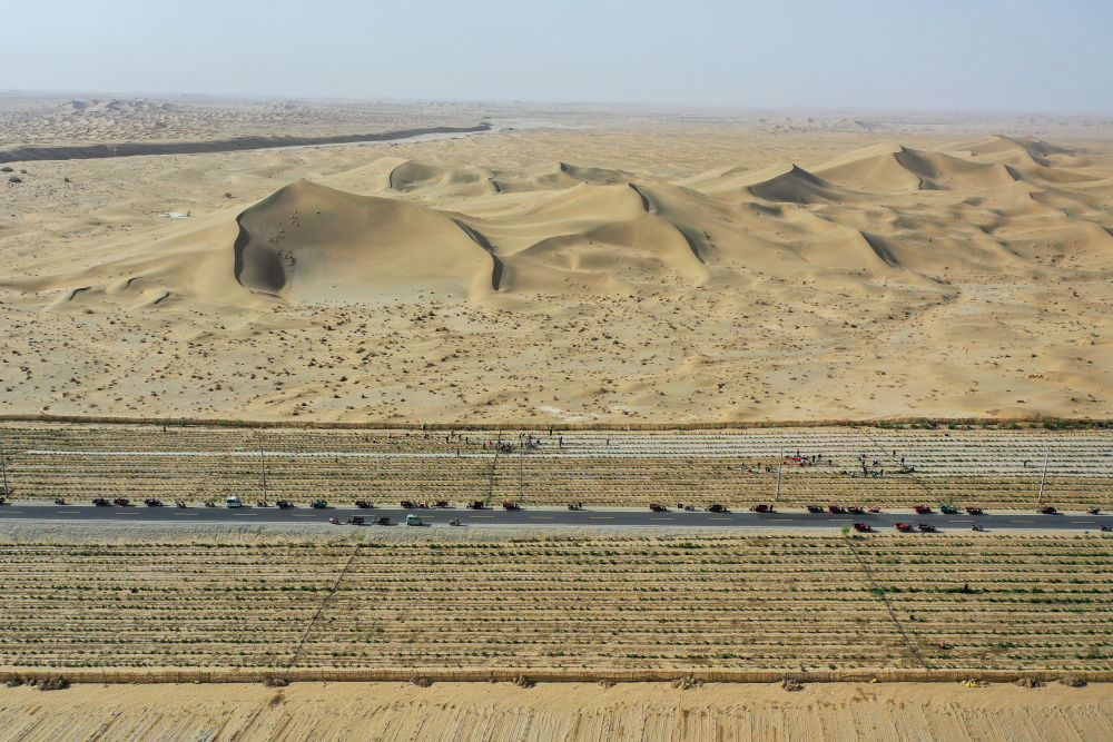 新疆：“乔、灌、药”立体织密绿色屏障 沙产业助力绿富同兴