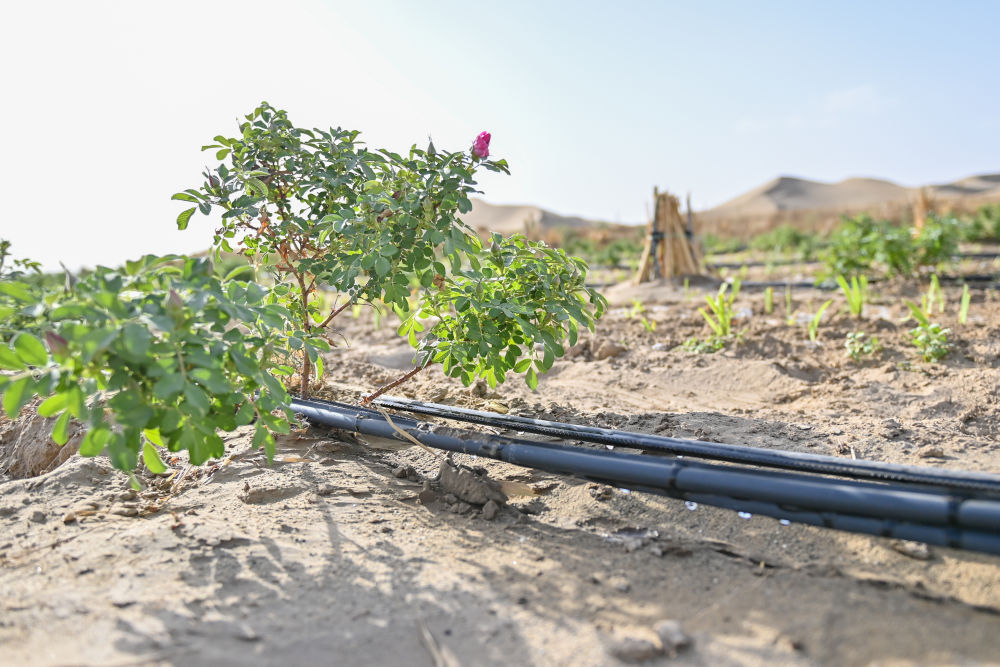 新疆：“乔、灌、药”立体织密绿色屏障 沙产业助力绿富同兴