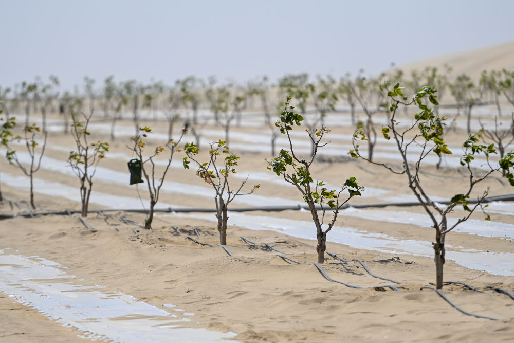 新疆：“乔、灌、药”立体织密绿色屏障 沙产业助力绿富同兴