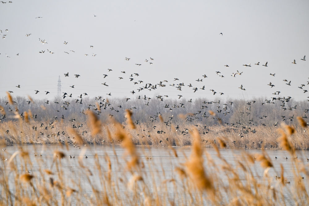 一座中国村庄的“气候民生”