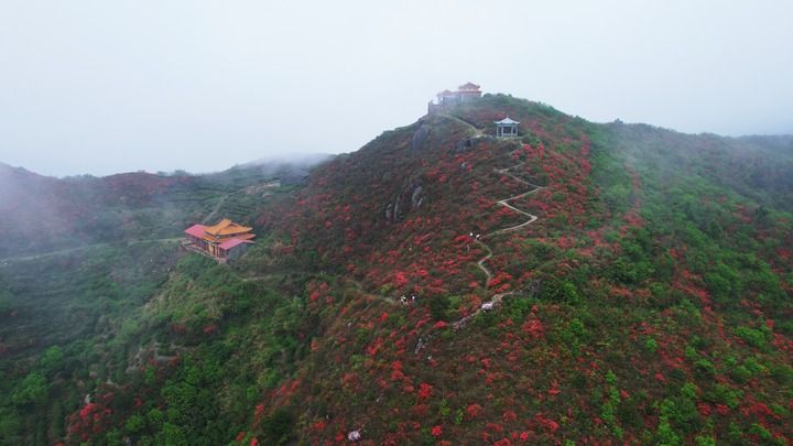 “读圣贤书，所学何事？”——杜鹃花开时再读文天祥