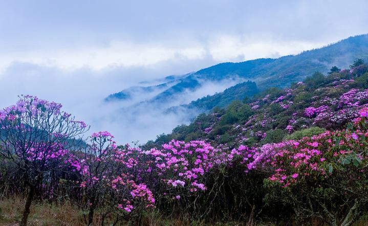 “读圣贤书，所学何事？”——杜鹃花开时再读文天祥