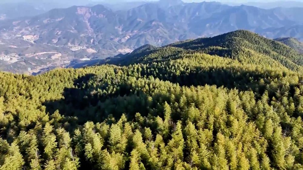 科技赋能 特色产业助力乡村振兴