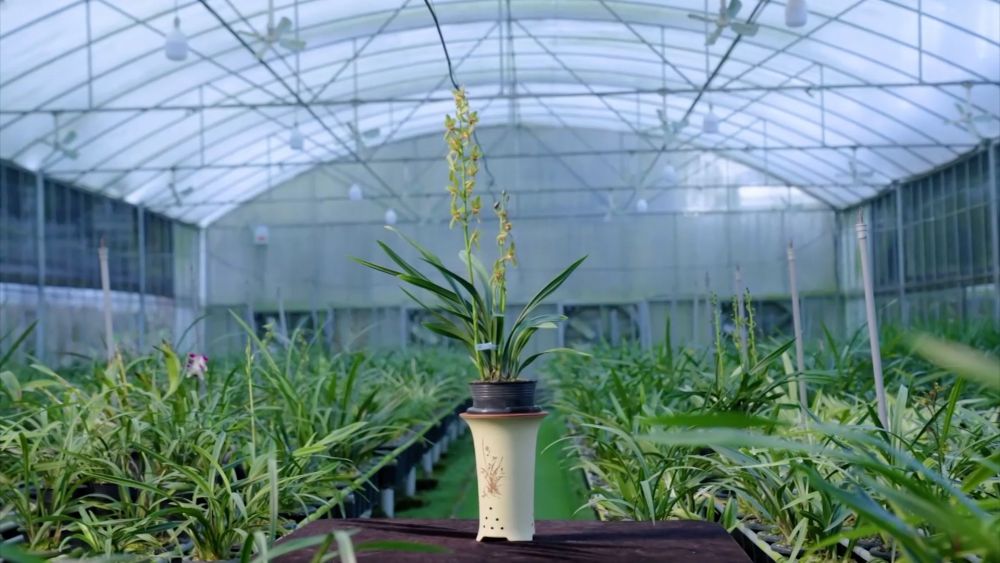 科技赋能 特色产业助力乡村振兴