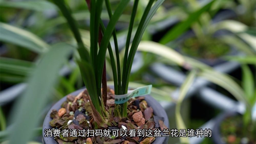 科技赋能 特色产业助力乡村振兴