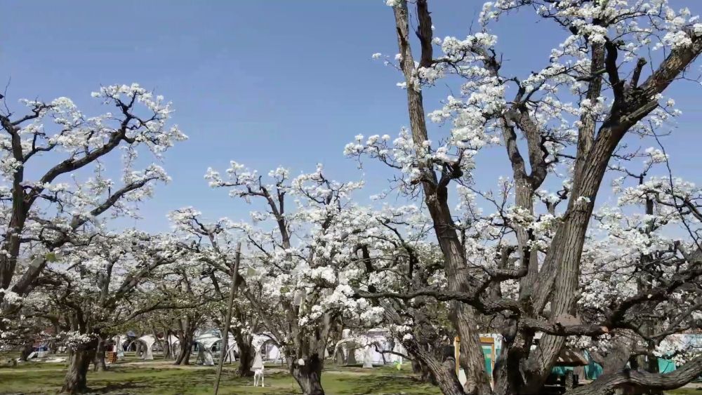 科技赋能 特色产业助力乡村振兴