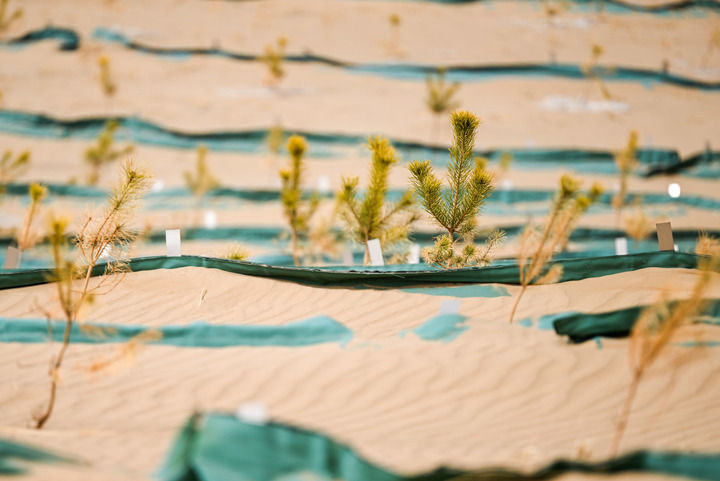 绿润丝路 沙海生金——全球荒漠化治理的中国智慧