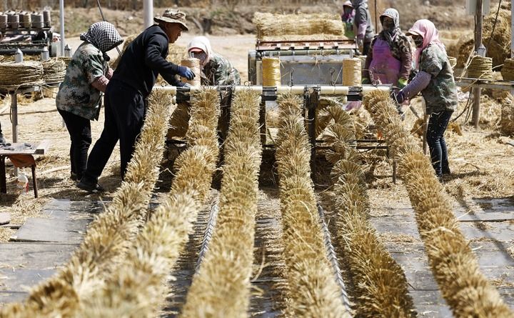 绿润丝路 沙海生金——全球荒漠化治理的中国智慧