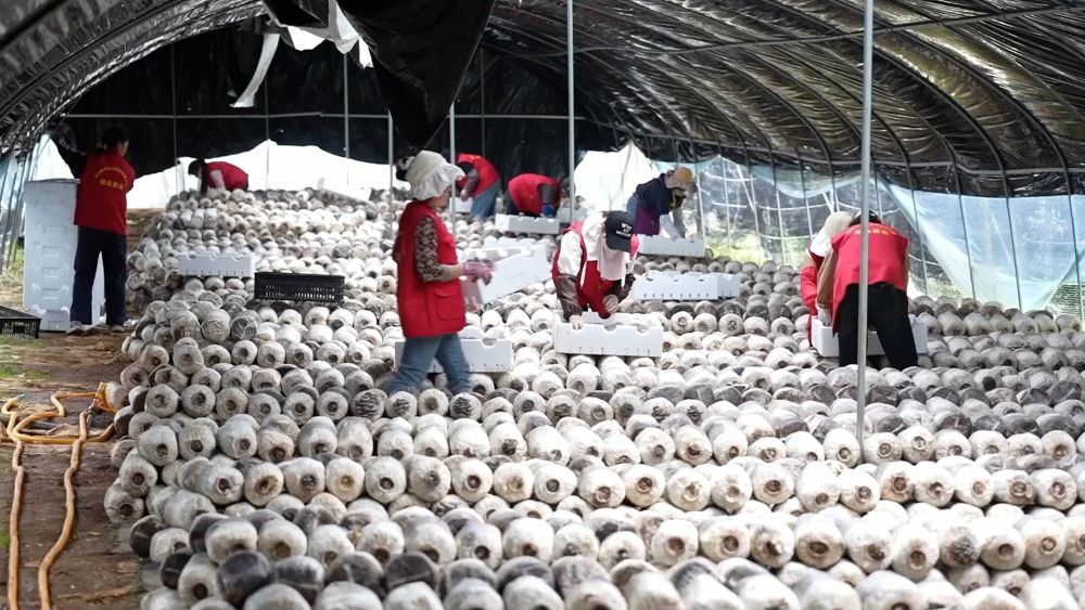 新华视点｜创新实干驱动区域发展提速升级