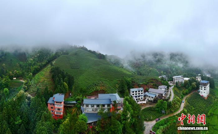 福建武夷山迎来制茶繁忙季