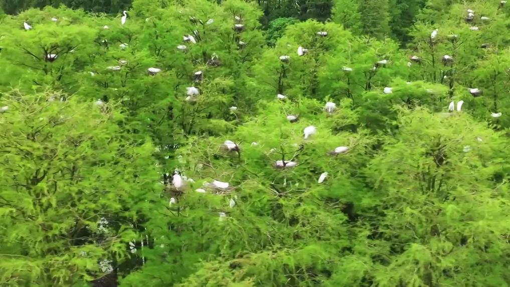 美丽中国行丨山河有韵 城乡有暖 遇见新时代美丽中国
