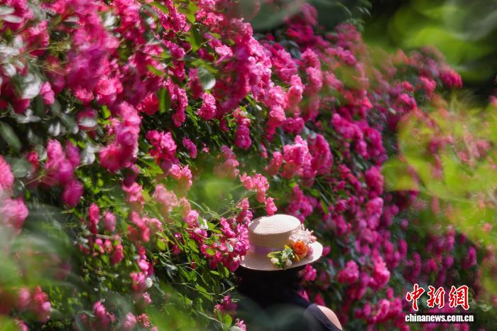 南京：繁花似锦香满园