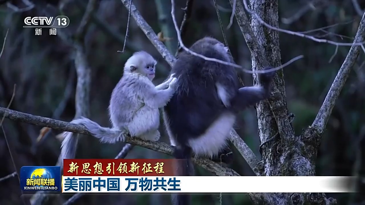 新思想引领新征程丨美丽中国 万物共生