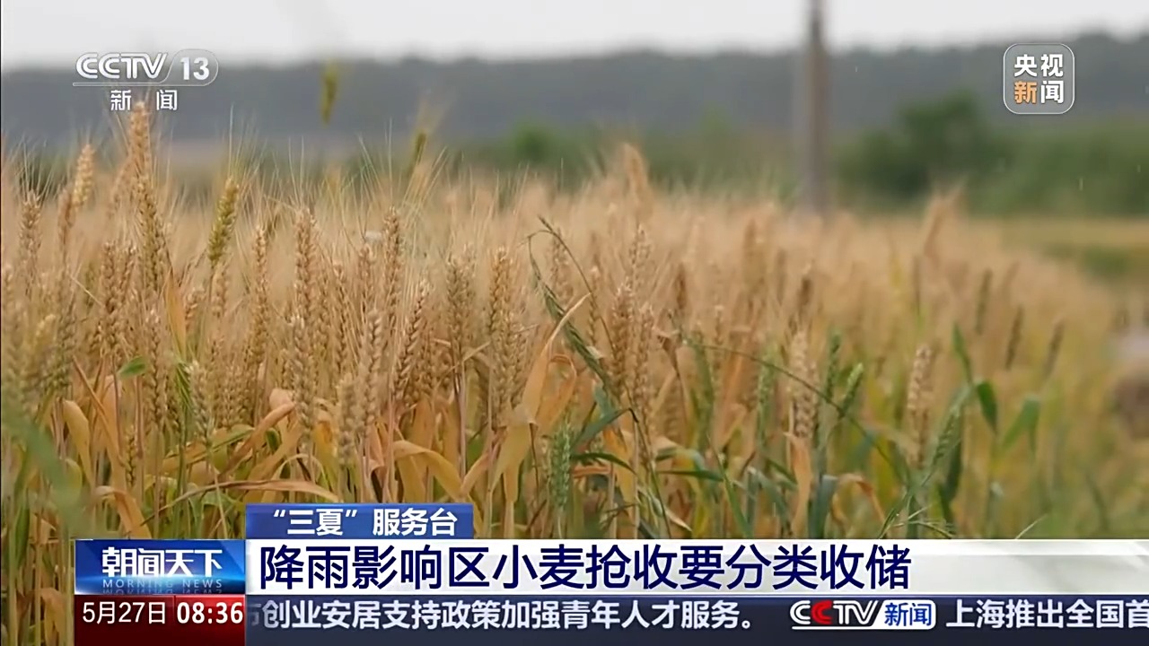 “三夏”抢收正值汛期,如何科学开展“龙口夺粮”?