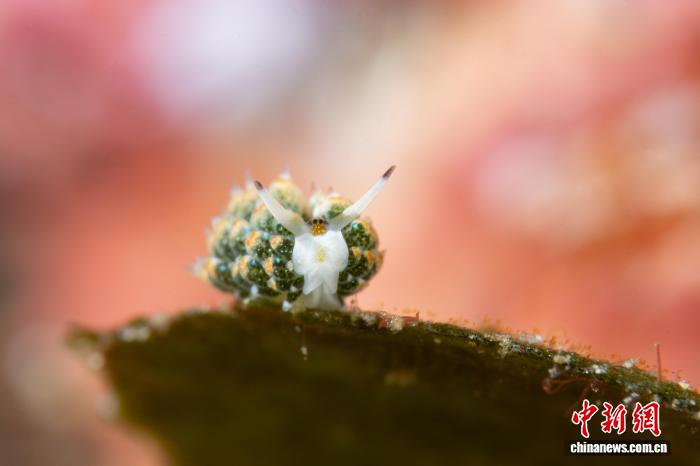 三亚蜈支洲岛海域发现罕见叶羊海蛞蝓