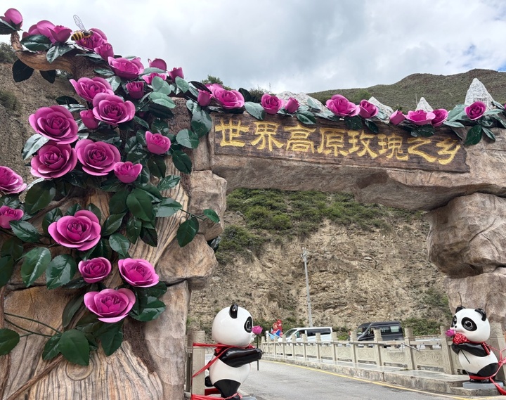 美丽中国行 | 夹金山下，野猪拱地拱出一个玫瑰产业