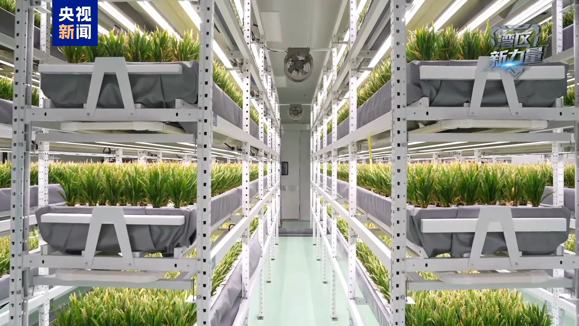 湾区新力量丨一年收四次 深圳高楼里种水稻