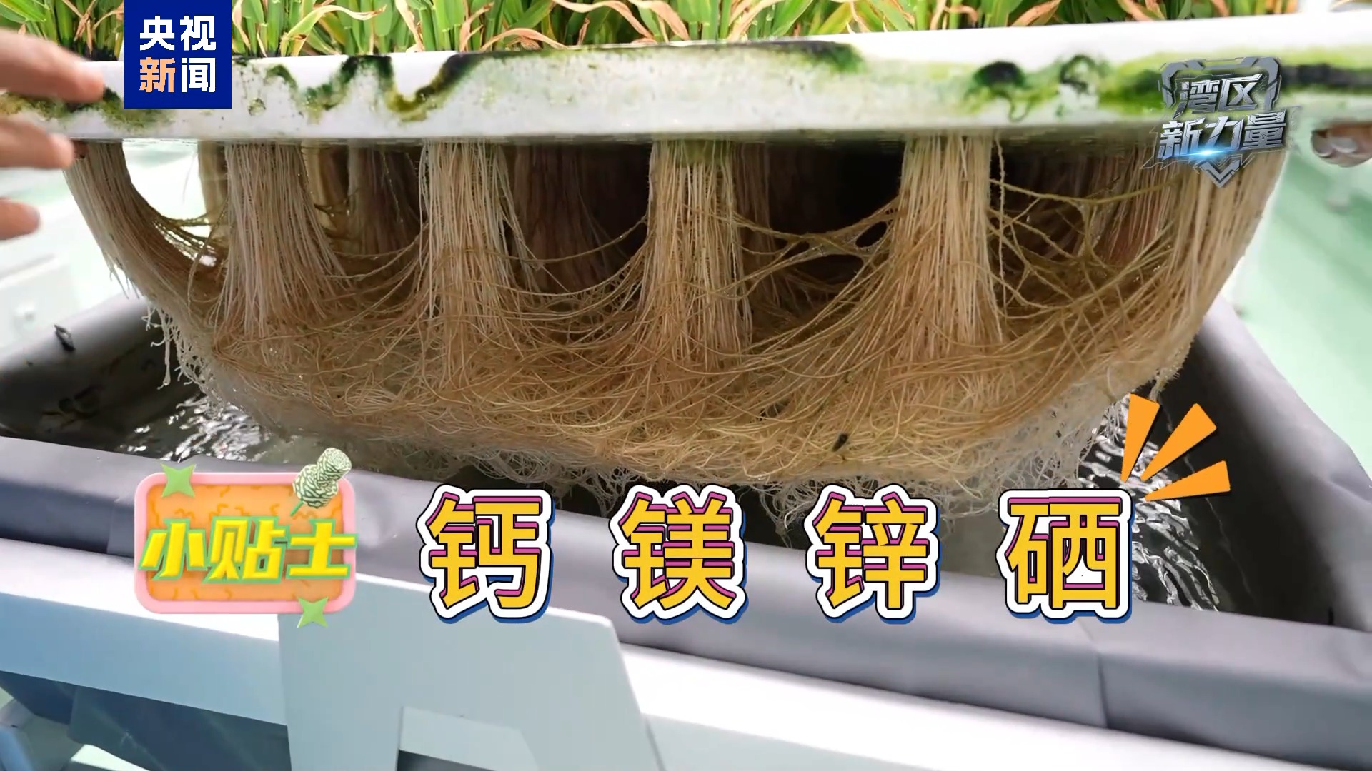 湾区新力量丨一年收四次 深圳高楼里种水稻