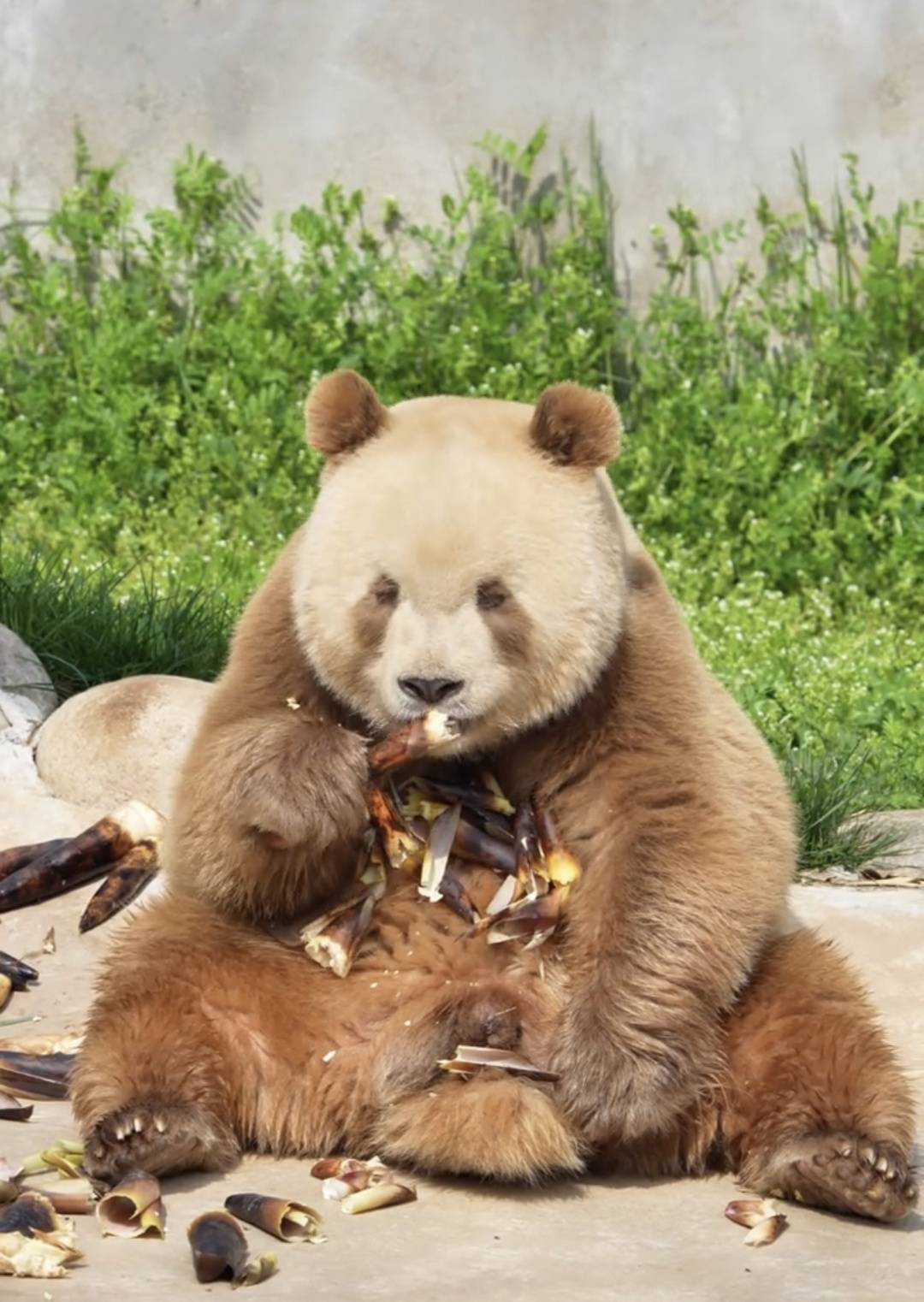 第一只棕色熊猫是如何发现的？它们为何常出现在秦岭？｜万万没想到·美丽中国行