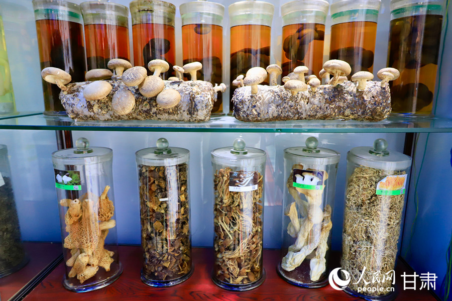 青春华章 丝路逐光|祁连山下育出国产“蘑菇芯” 甘肃省食用菌遗传育种重点实验室中展示的祁连山菌物干制标本。人民网记者 焦隆摄