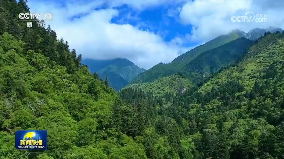 【美丽中国行】泥巴山上架起“熊猫廊道”