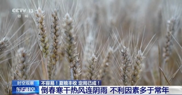 全国夏粮收获过九成 这场丰收保卫战是如何打赢的?
