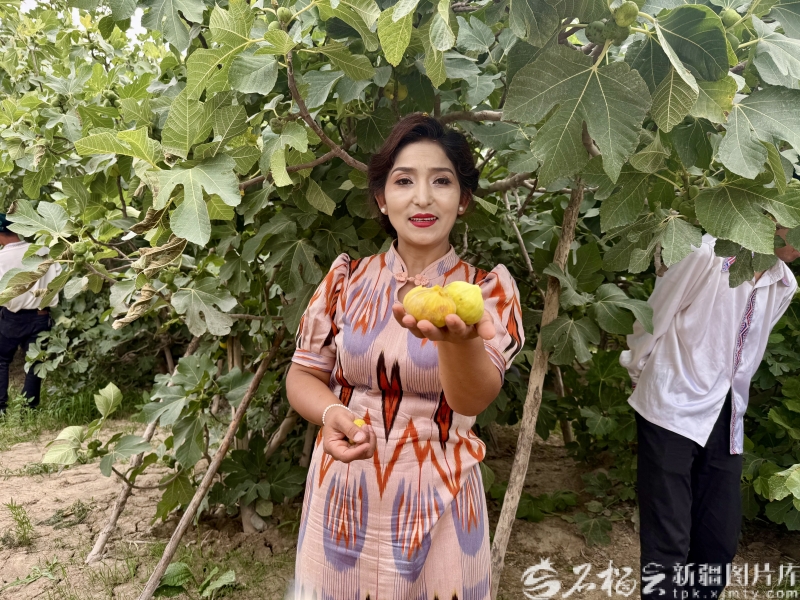 高质量发展中国行丨无花果树下长出“甜链条”