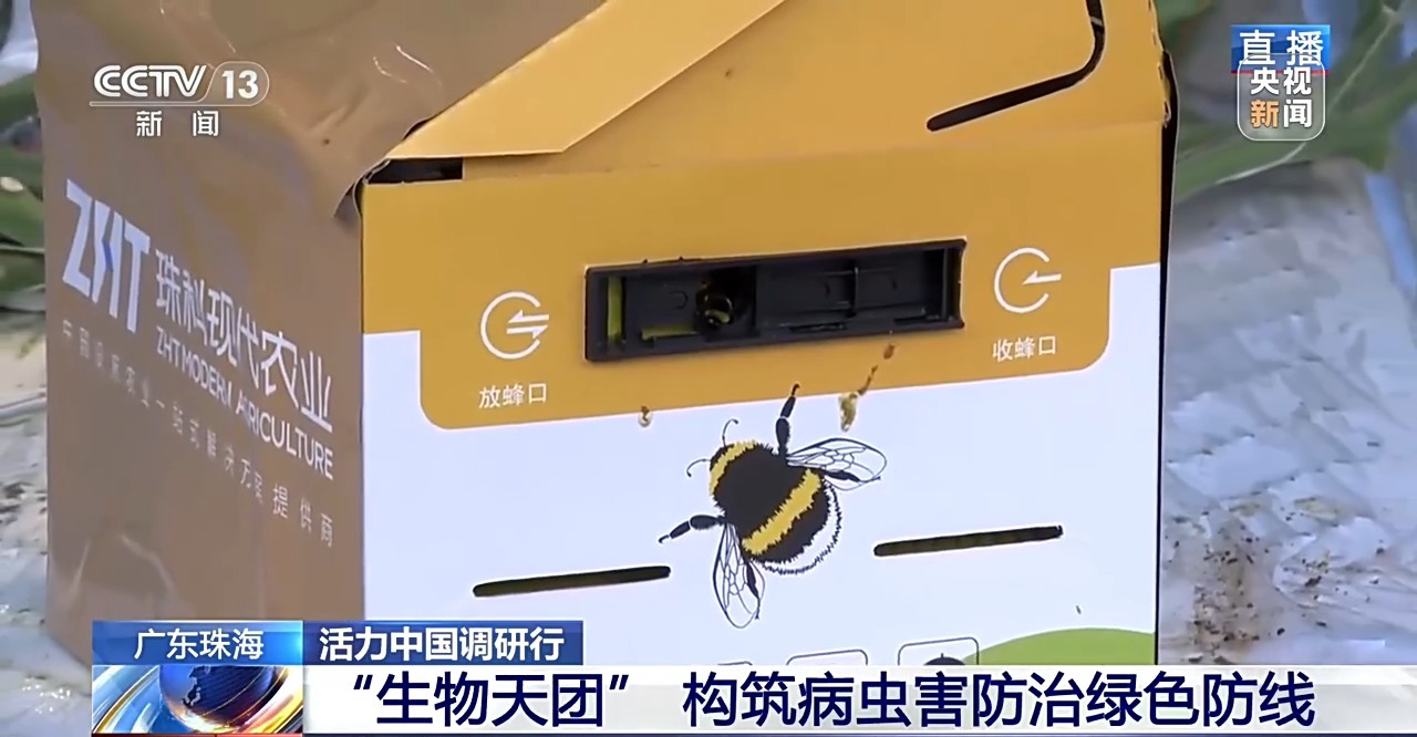 活力中国调研行丨一个小番茄里的科技味