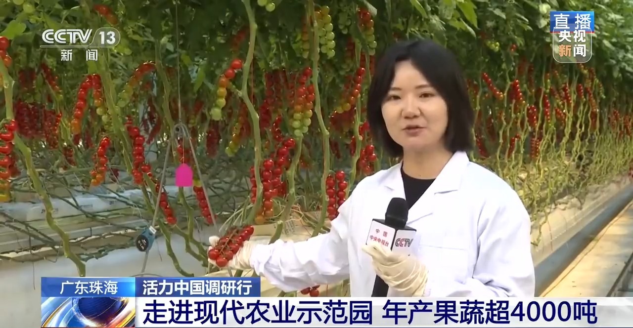 活力中国调研行丨一个小番茄里的科技味