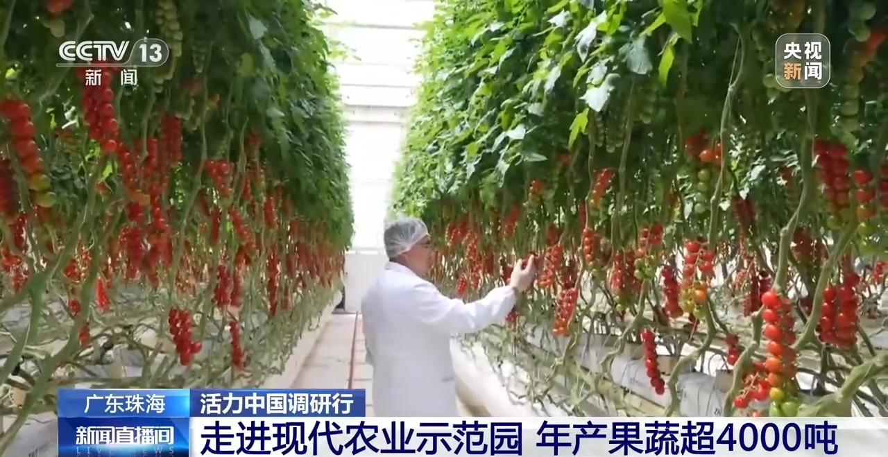 活力中国调研行丨一个小番茄里的科技味